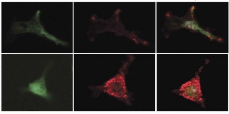 פרוסטגלנדינים שומרים על תאי הגזע צעירים באמצעות הגברת הביטוי של חומר מעכב מתאים מזנכימליים בלשד העצם